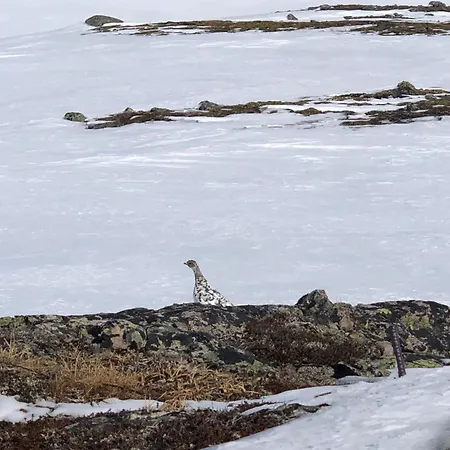 Solsetra - Mountain Majesty Family Log בית נופש הובדן